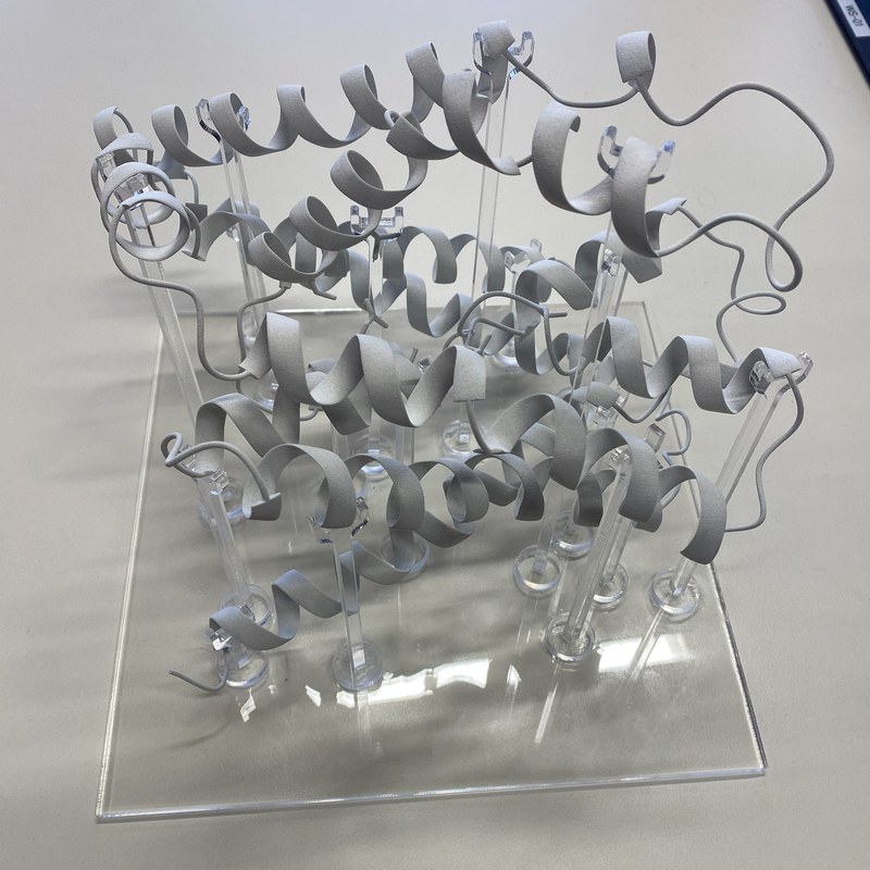 protein-schaumodell-1_edited.jpg
