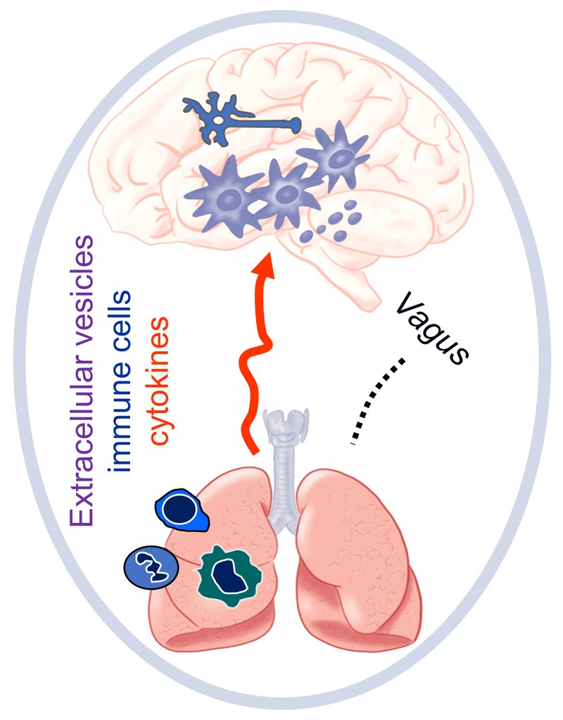 Logo-Lung_Brain-Axis-Rummel-160222.jpg