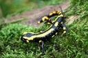 Bild zur PM vom 04.12.2024 - Tödlicher Salamander-Pilz im Nationalpark Kellerwald-Edersee nachgewiesen