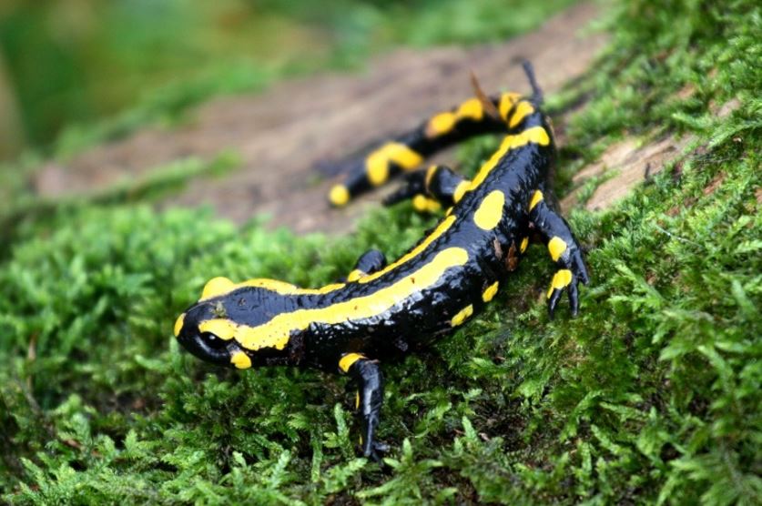 Bild zur PM vom 04.12.2024 - Tödlicher Salamander-Pilz im Nationalpark Kellerwald-Edersee nachgewiesen