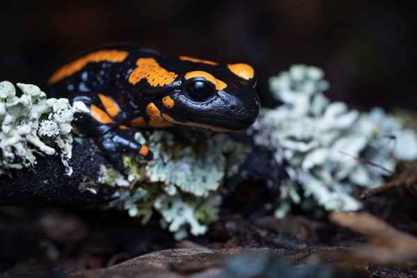 Bild zur PM vom 23.10.2025 - Feuersalamandertagung