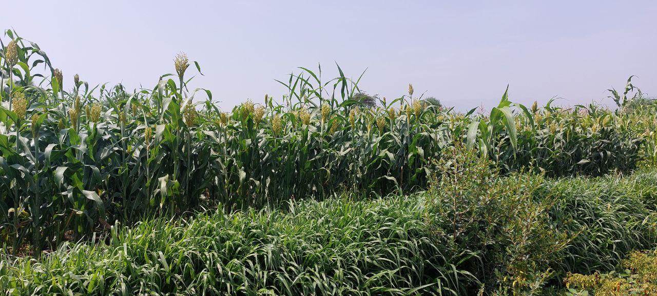 Bild zur PM vom 31.10.2025 - UPSCALE Anbausysteme