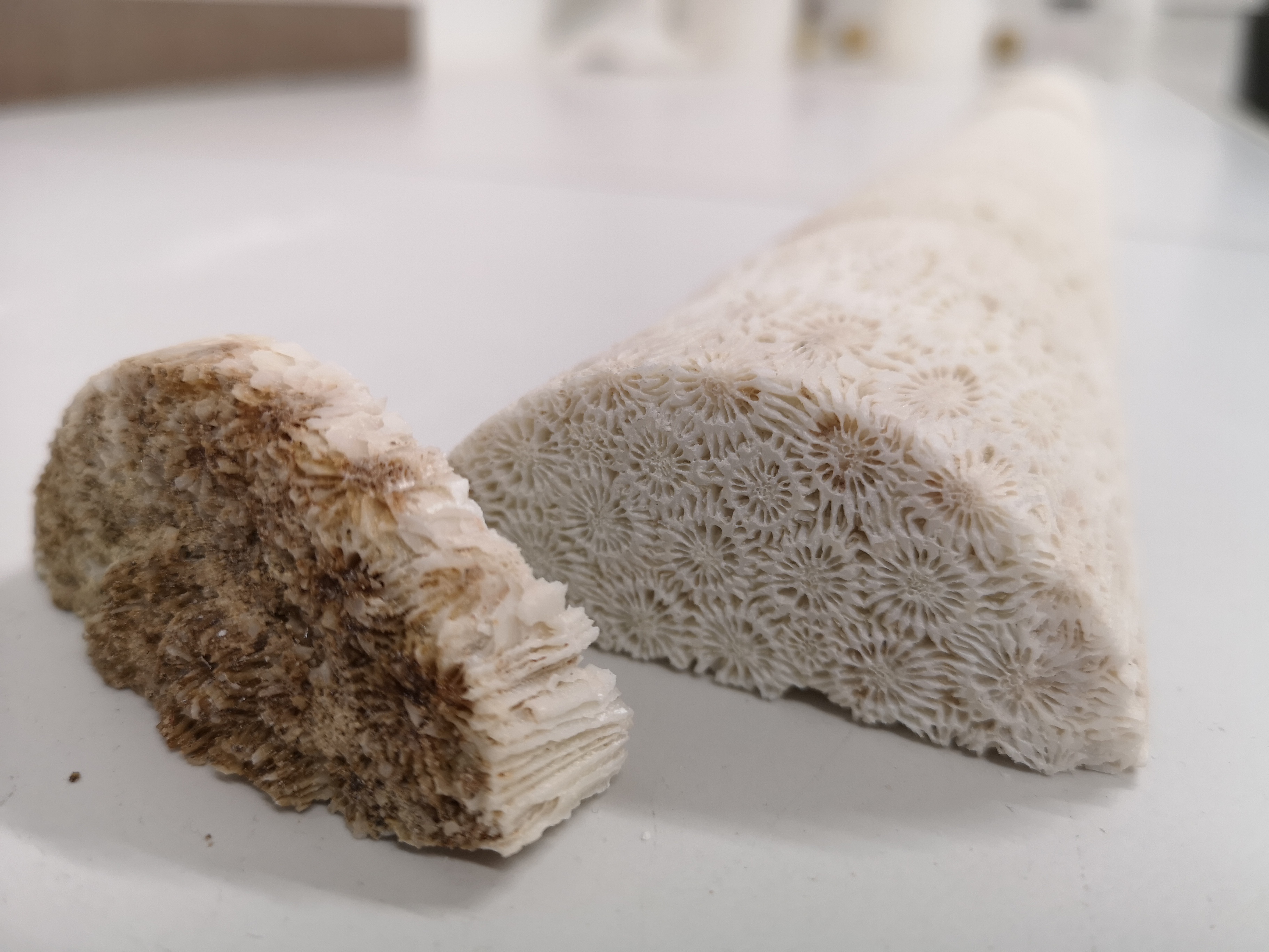 Bild zur PM vom 07.11.2025 - Internationales Forschungsteam um die Meeresbiologin Prof. Dr. Maren Ziegler (JLU) nutzt Korallen-Skelette als Fenster in die Vergangenheit