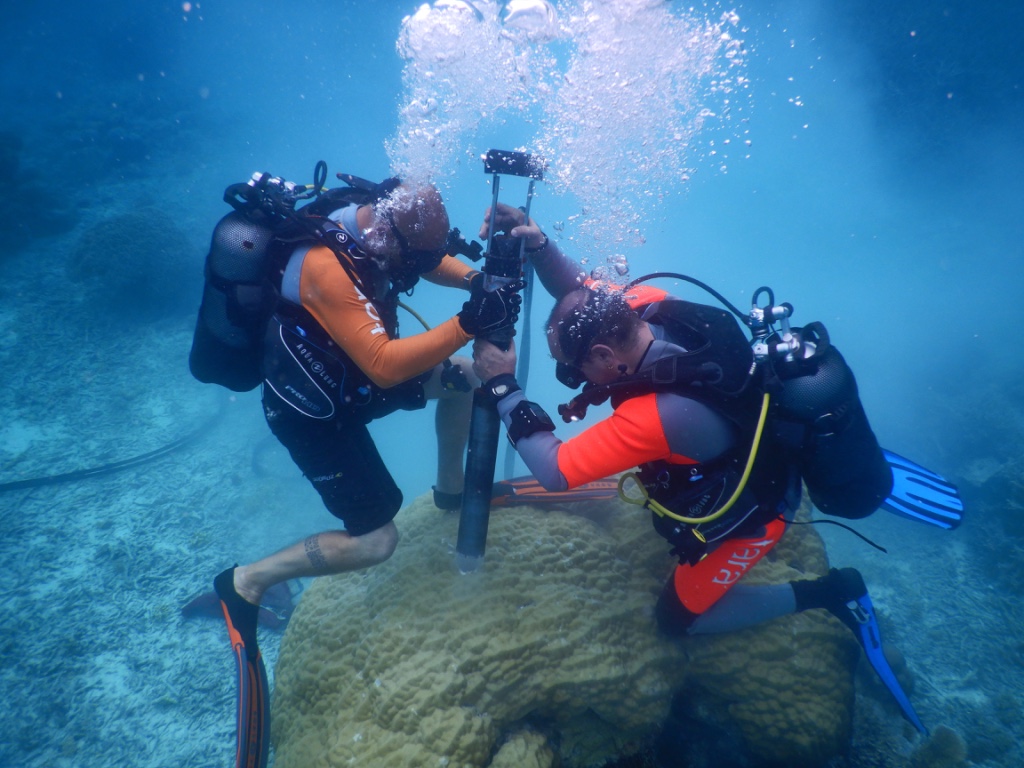 Bild zur PM vom 07.11.2025 - Internationales Forschungsteam um die Meeresbiologin Prof. Dr. Maren Ziegler (JLU) nutzt Korallen-Skelette als Fenster in die Vergangenheit