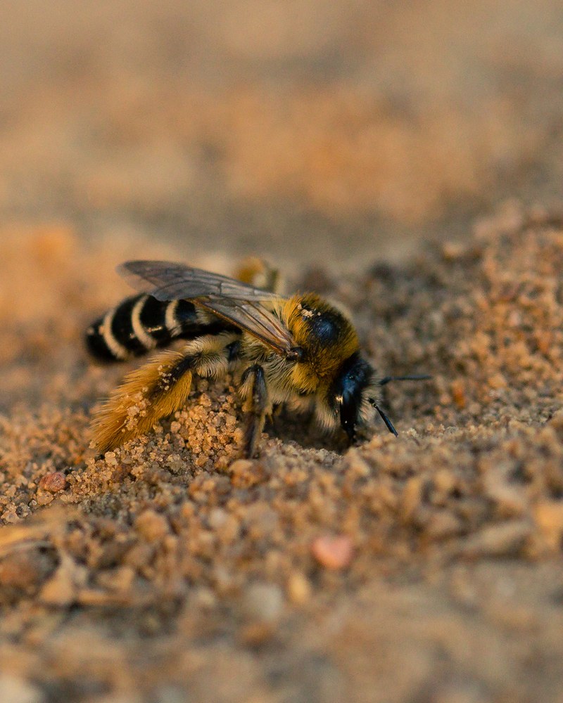 Bild zur PM vom 18.11.2025 - Internationales Team aus 23 interdisziplinären Partnern – darunter die Uni Marburg um die Ökologin Anne-Christine Mupepele  – untersucht Zusammenspiel zwischen Bodengesundheit und bodenabhängigen Bestäubern