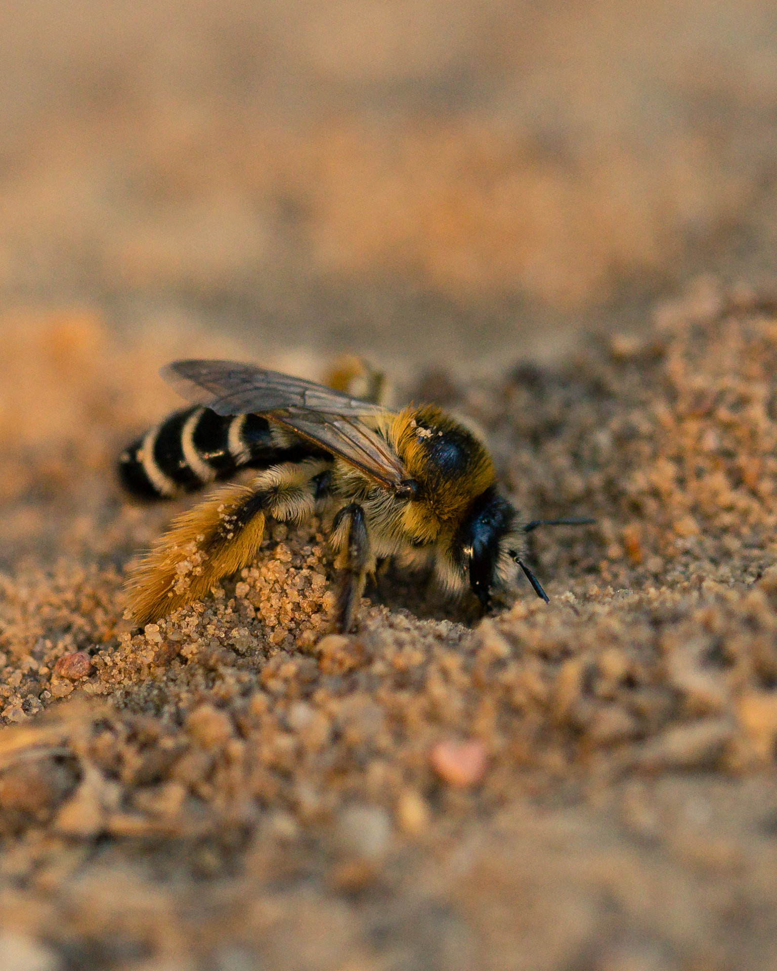 Bild zur PM vom 18.11.2025 - Internationales Team aus 23 interdisziplinären Partnern – darunter die Uni Marburg um die Ökologin Anne-Christine Mupepele  – untersucht Zusammenspiel zwischen Bodengesundheit und bodenabhängigen Bestäubern
