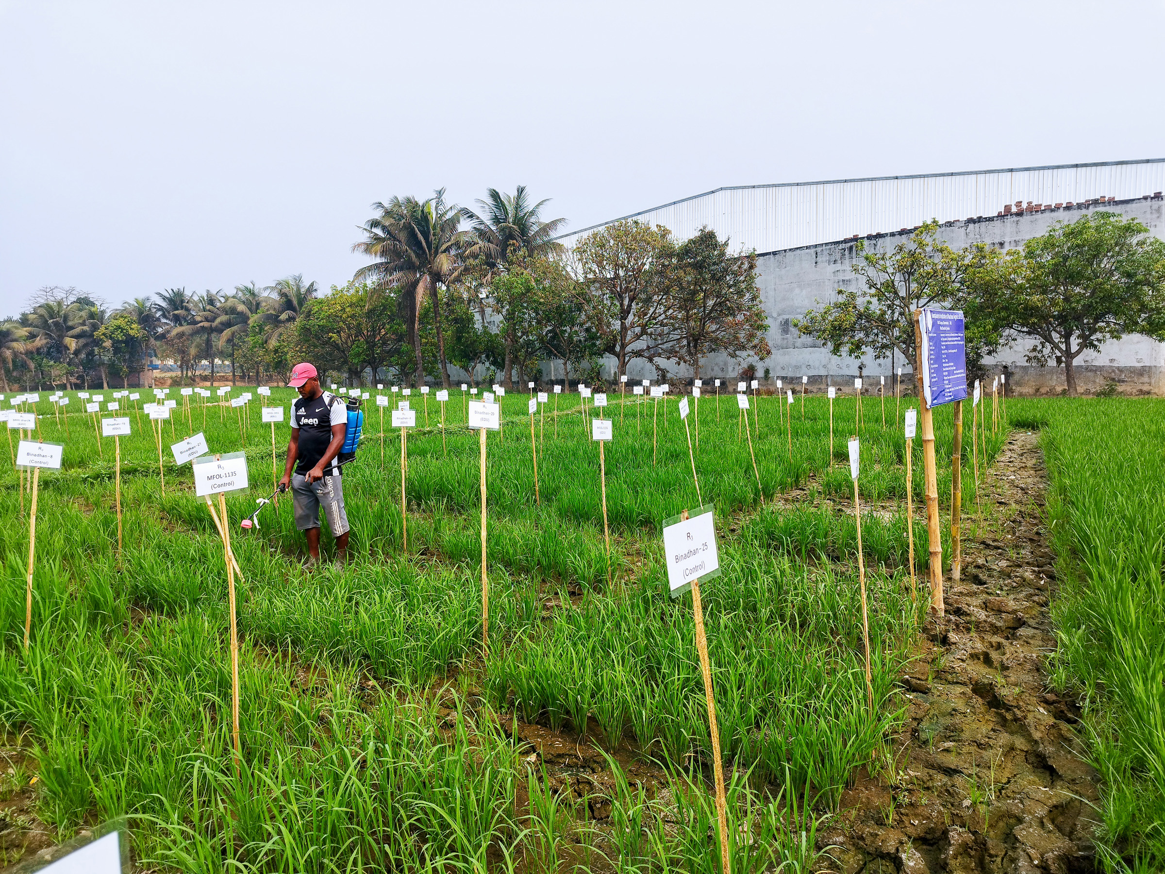 Bild zur PM vom 9.12.2025 - Feldforschung Reiszüchtung