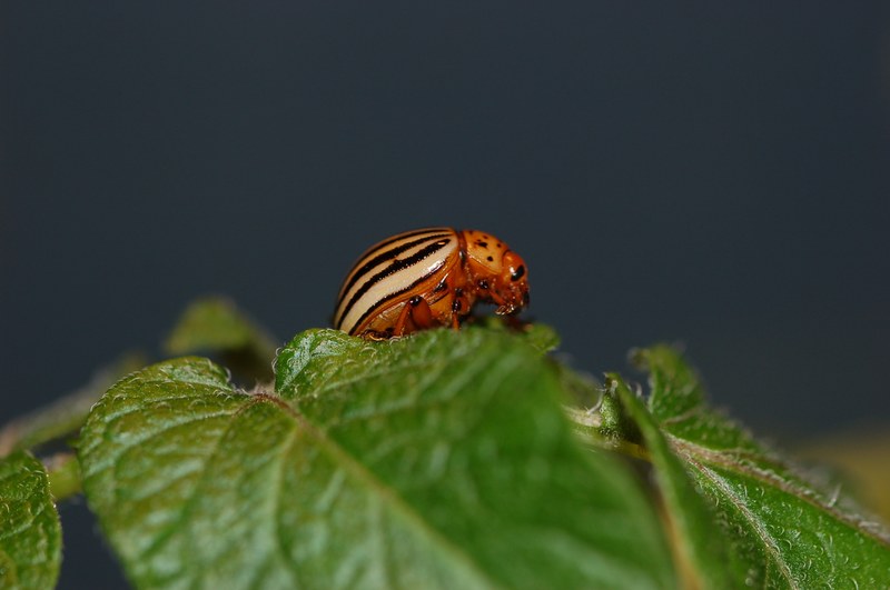 Bild zur PM vom 09.01.2026 - Eine neue Ära im Pflanzenschutz: Wie das erste RNAi-Spray auf dem Markt gegen Kartoffelkäfer wirkt