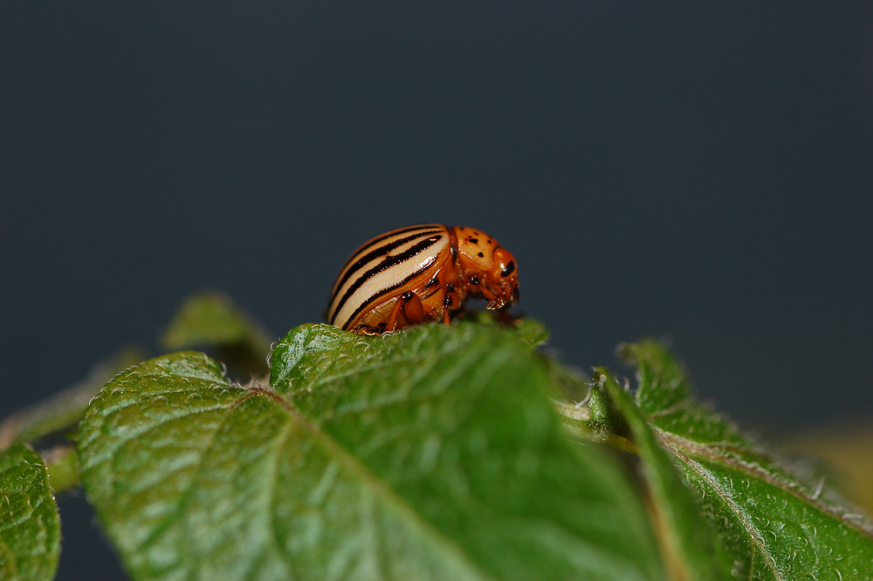 Bild zur PM vom 09.01.2026 - Eine neue Ära im Pflanzenschutz: Wie das erste RNAi-Spray auf dem Markt gegen Kartoffelkäfer wirkt