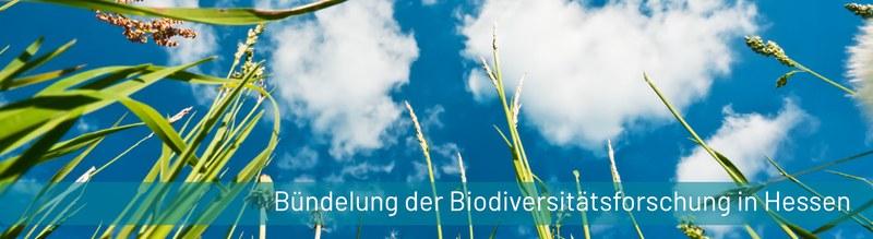 PM_Buendelung der Biodiversitaetsforschung in Hessen.jpg