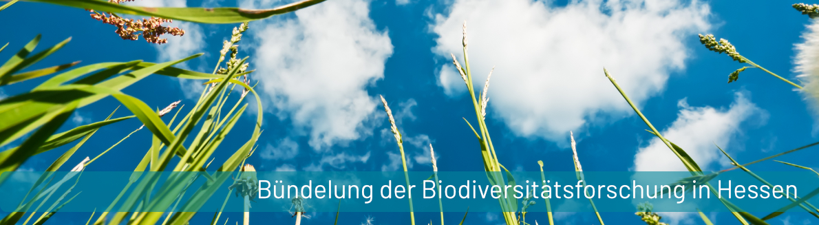 PM_Buendelung der Biodiversitaetsforschung in Hessen.jpg