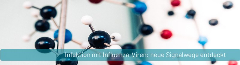 PM_Influenza_Signalwege.jpg
