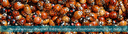 PM_Insektenbiotechnologie_Berufung.gif