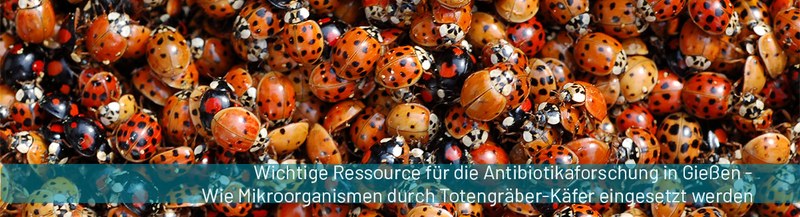 PM_Totengraeberkaefer.jpg