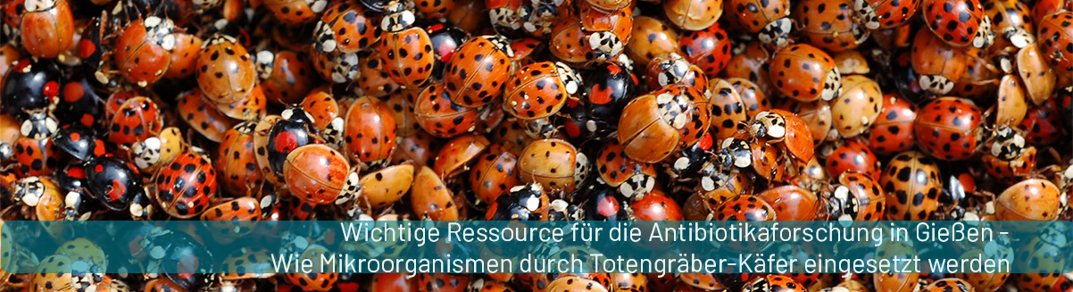 PM_Totengraeberkaefer.jpg