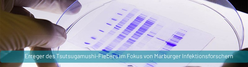 PM_Tsutsugamushi-Fieber.jpg