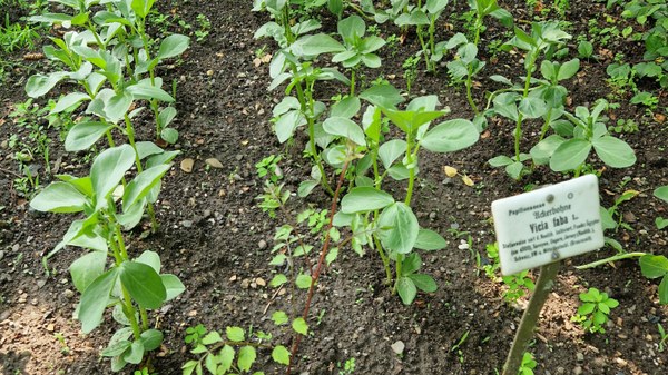 Field bean in the Botanical Garden of JLU Giessen_C_I.Solovieva_2_16x9.jpg ...