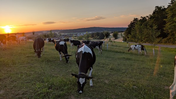 GreenDairy at the Gladbacherhof_C_D.Knob_3.jpg ...