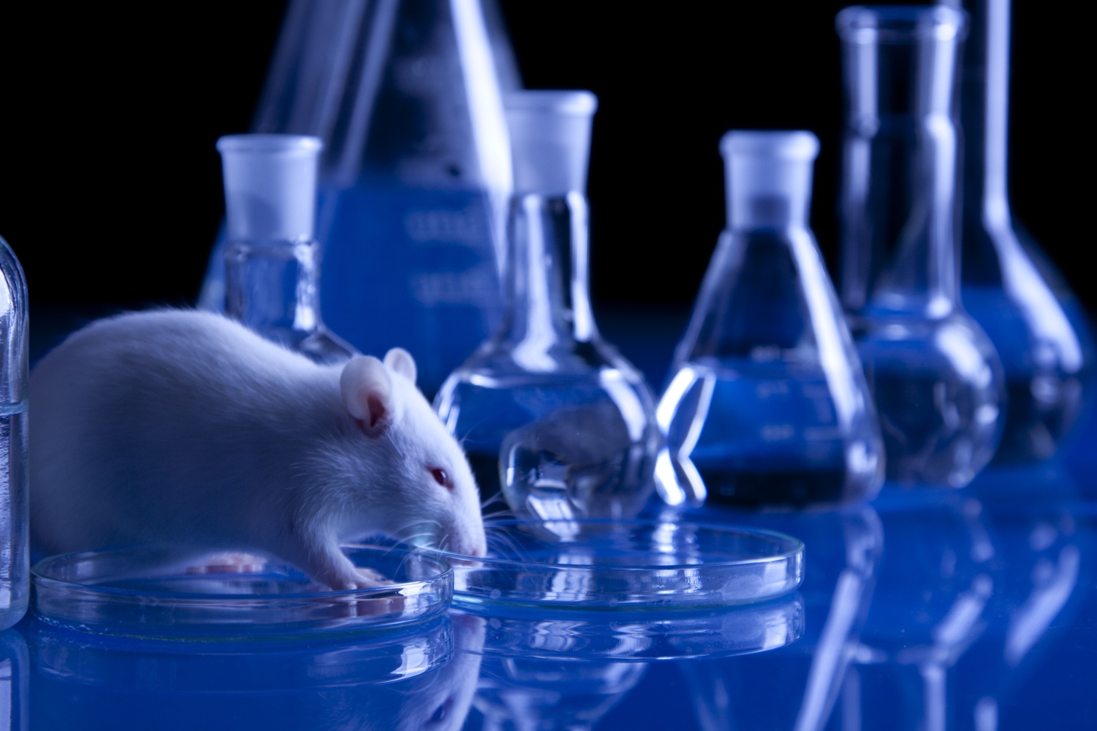 Forschende der UMR zeigen: Weniger Tierversuche durch generative KI