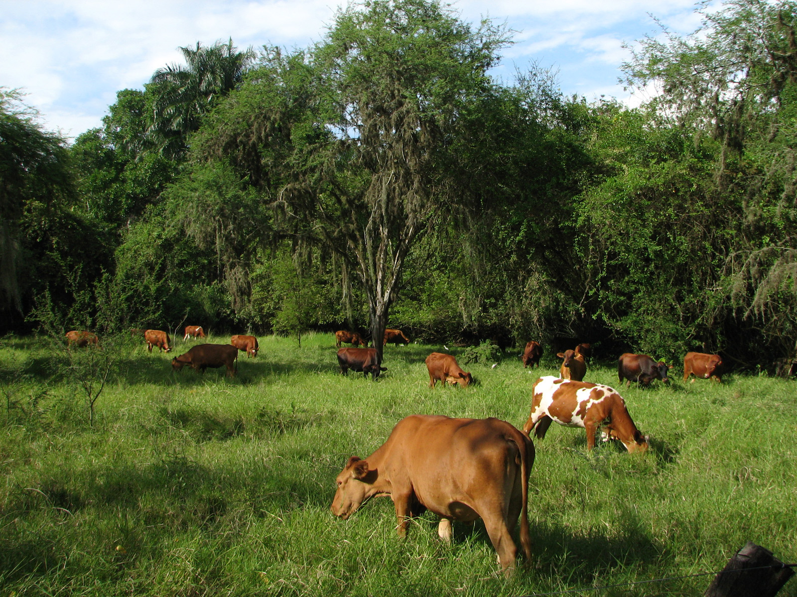 Forschende der JLU zeigen in Studie starken positiven Effekt der Agroforstwirtschaft auf die Biodiversität