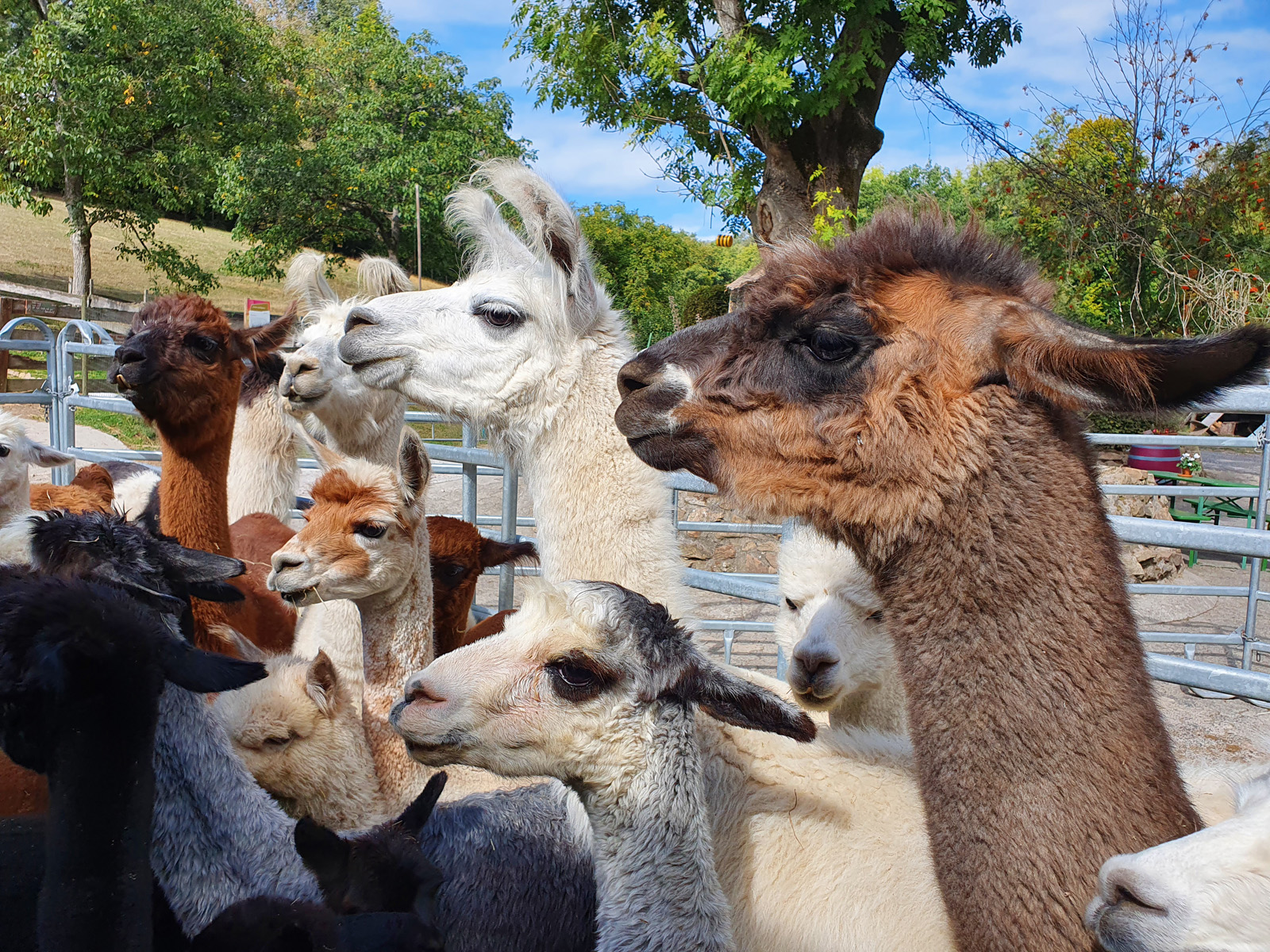 Forschungsprojekt der JLU erarbeitet praxisnahe Empfehlungen für die Haltung von Lamas und Alpakas