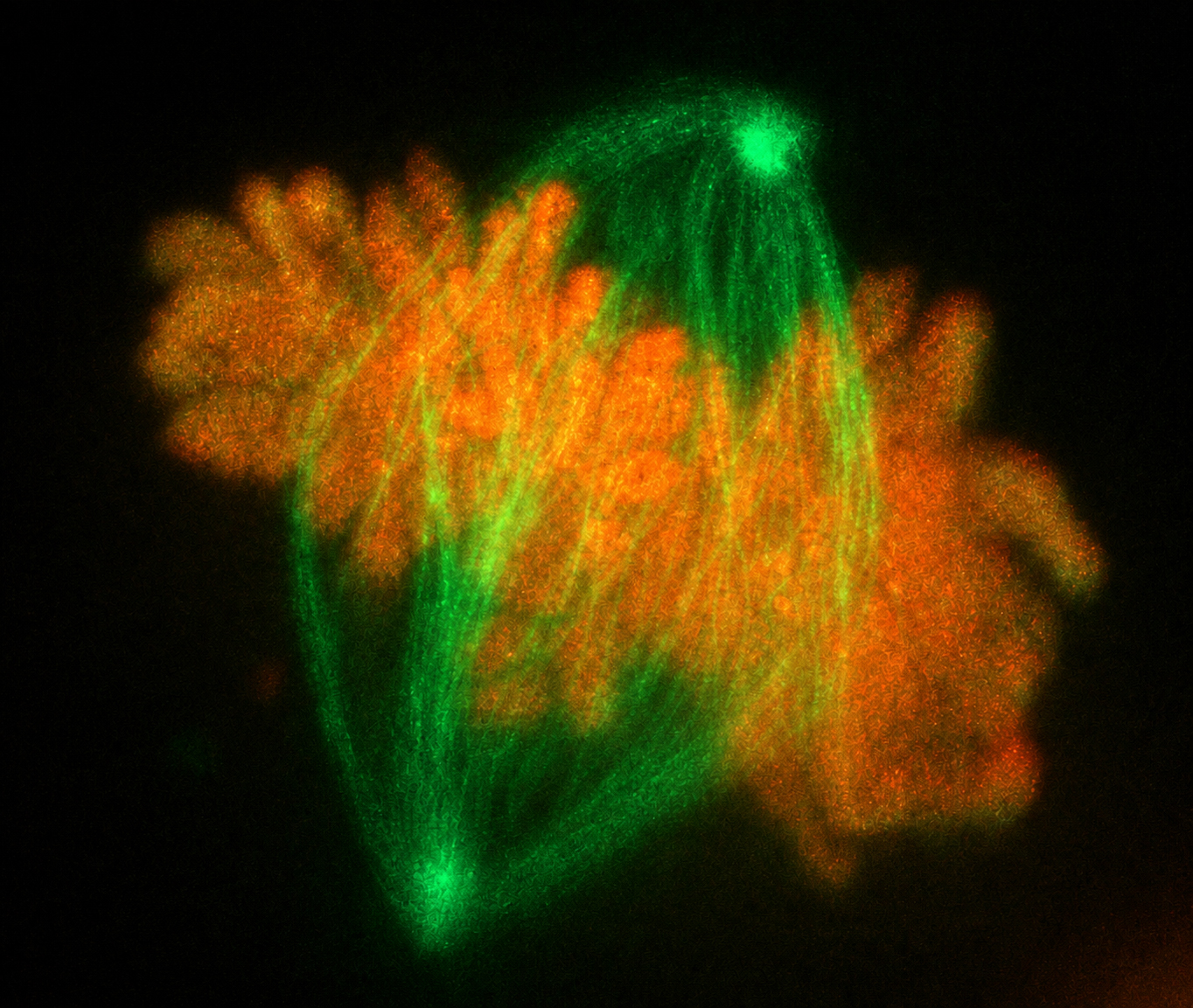 Forschungsteam der JLU entdeckt überraschende Funktionen des Proteins ZNF512B